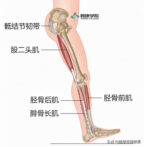 步行對腰痛真的有好處? 步行對腰痛真的有好處?