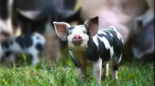 重磅!世界首例豬腎臟移植人體手術成功!目前無排斥反應 重磅!世界首例豬腎臟移植人體手術成功!目前無排斥反應