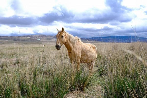 標緻4008環青海長測Day9：鳥島叫“蚊子島”，沿青海沿線達剛察！