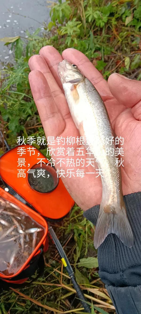 又是一年釣魚季