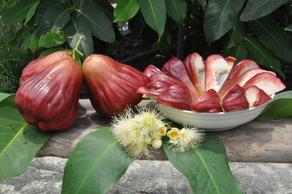 一畝田釋出水果新品種報告：紅肉蘋果、粉紅菠蘿等22個新品種入選