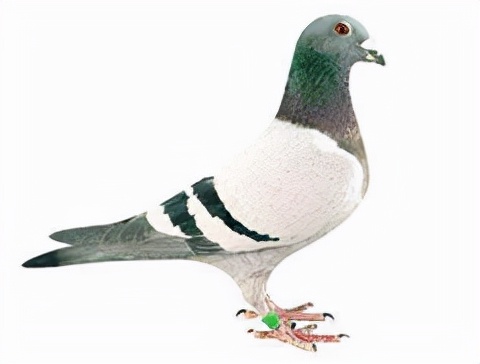 集鴿羽色分不清？看看這家鴿會發布的對照圖