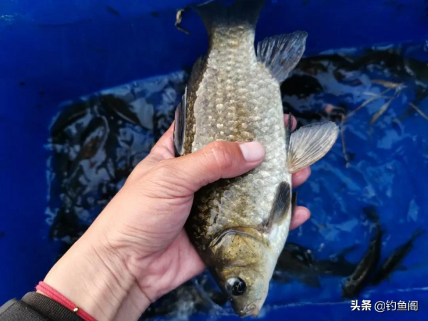 同一個釣位,昨天能連桿今天卻空軍!背後的原因你知道嗎? 同一個釣位,昨天能連桿今天卻空軍!背後的原因你知道嗎?