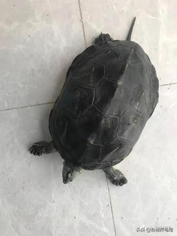 注意:工地神龜已經不限於鱷龜了 注意:工地神龜已經不限於鱷龜了