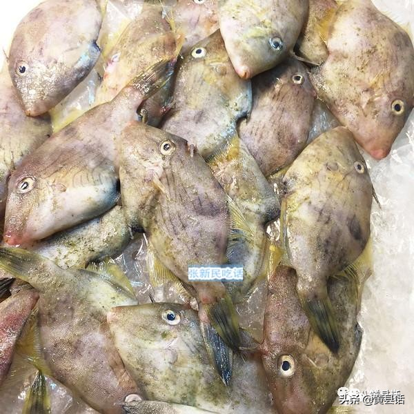 四川人最喜歡的耗兒魚，原來就是海邊的剝皮魚