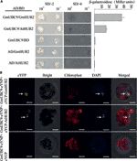 利用Y2H技術揭示了GmUBC9基因增強植物抗旱性並影響開花時間