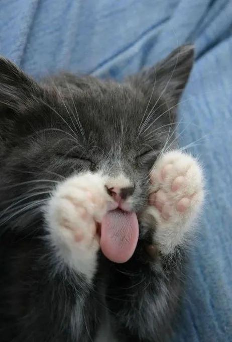 60多張有趣且可愛的貓看了讓人心情愉快