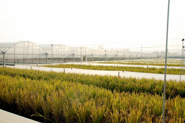 這裡的生態稻真值錢！稻田立體種養走出致富新路