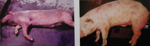 說說屠宰場的故事——紅膘豬 說說屠宰場的故事——紅膘豬