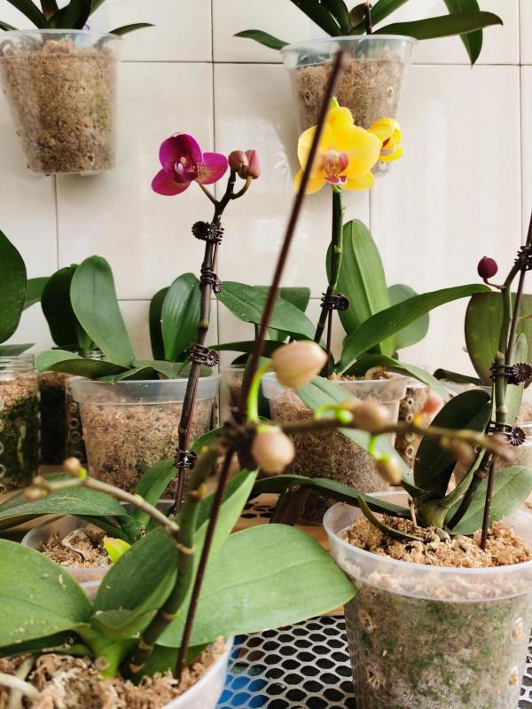 四顆出花劍了 四顆出花劍了