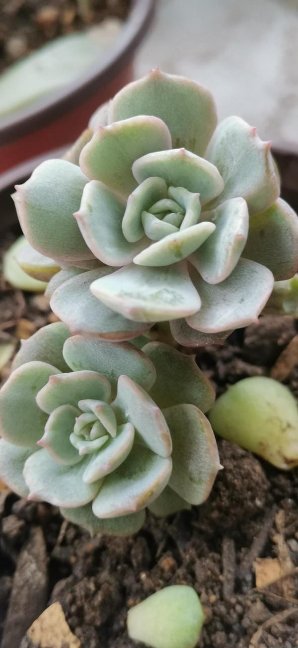 前方有花粉,花粉過敏者請小心!當然,也有花對你友好 前方有花粉,花粉過敏者請小心!當然,也有花對你友好