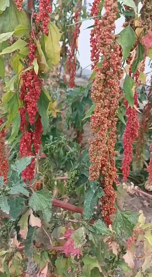 朱啟臻:論產業興旺的構成 朱啟臻:論產業興旺的構成