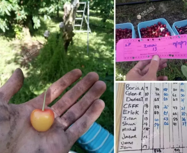 辭掉北京工作，帶著5000塊錢人民幣去紐西蘭當農民