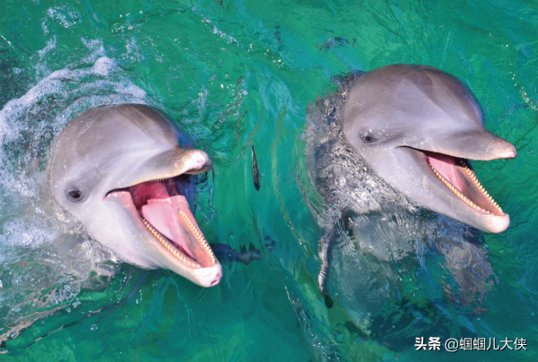 27種動物照片大集合,出生不久的小刺蝟長成這樣,大自然真神奇 27種動物照片大集合,出生不久的小刺蝟長成這樣,大自然真神奇