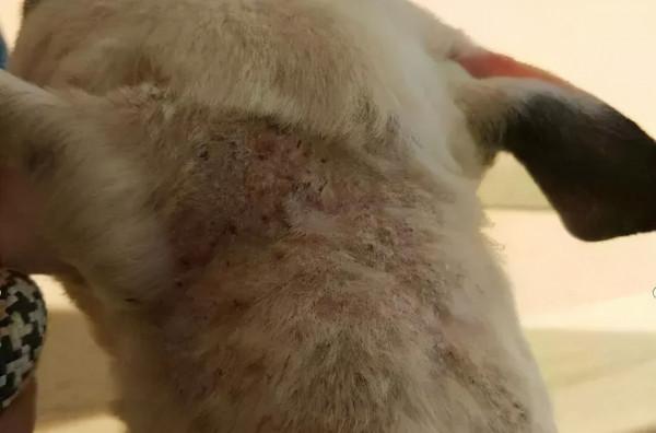 寵物的面板病也會致命，千萬別忽略，治療和預防這樣做（1）
