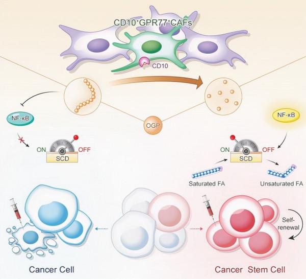 我國一年超400萬人患癌!中山大學在癌症研究領域,獲多項重要成果 我國一年超400萬人患癌!中山大學在癌症研究領域,獲多項重要成果