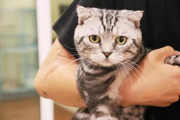 為什麼人們這麼喜歡擼貓？看完我要想養一隻貓