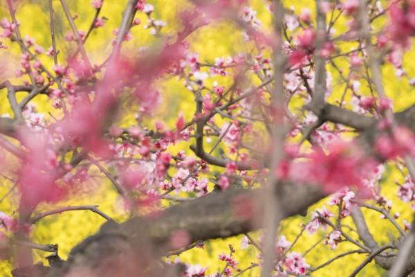 今年賞桃花，千萬別錯過大英&CenterDot;宋井桃源！