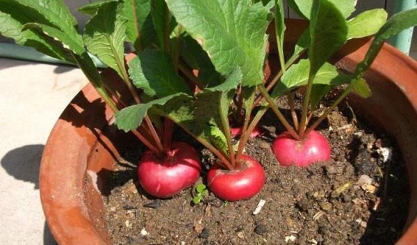 5種“蔬菜”不怕冷,陽臺種一盆,0度凍不死,吃一茬冒一茬 5種“蔬菜”不怕冷,陽臺種一盆,0度凍不死,吃一茬冒一茬