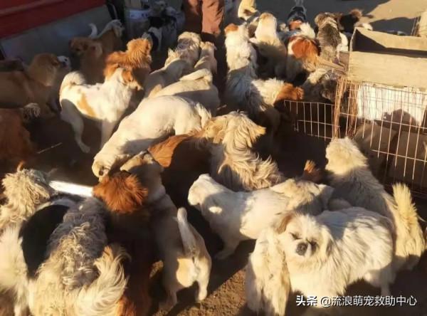 流浪狗被打爆眼睛，扔進垃圾堆，痛苦等死