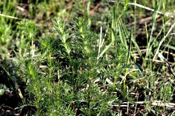 一味鄉下常見的中藥：茵陳，清利溼熱，利膽退黃，妙用可治牛皮癬