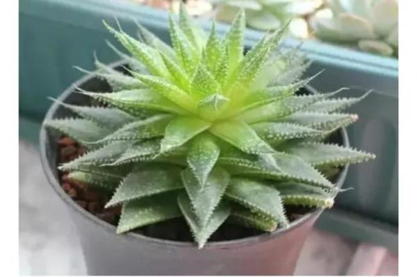 多肉植物該怎樣養護（