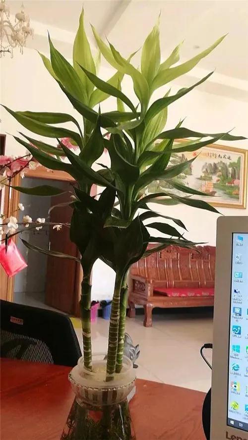 利於健康的吉祥花,建議從這12種裡面選擇,好養大氣有旺宅的寓意 利於健康的吉祥花,建議從這12種裡面選擇,好養大氣有旺宅的寓意