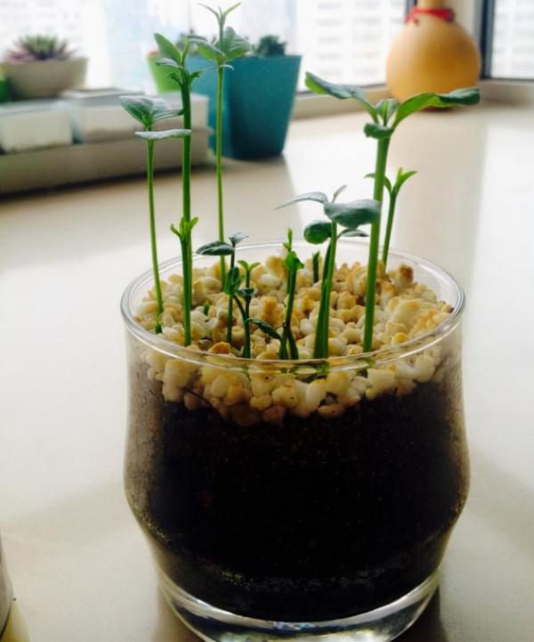 吃完水果別亂丟,尤其這3種,取出果核埋土裡,能成“美盆景” 吃完水果別亂丟,尤其這3種,取出果核埋土裡,能成“美盆景”