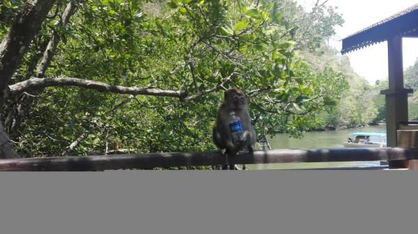 揭開面紗之蘭卡威，遙望天空之橋，探訪神秘島嶼與紅鷹的一場約會