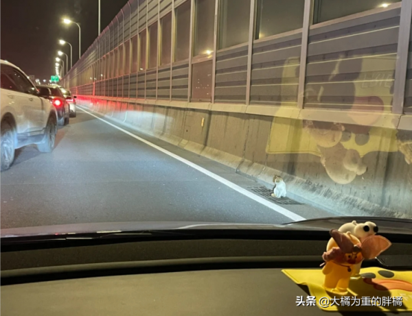 路遇一隻流浪貓,不知如何過橋,女子順手抱走,卻還花了一萬多 路遇一隻流浪貓,不知如何過橋,女子順手抱走,卻還花了一萬多