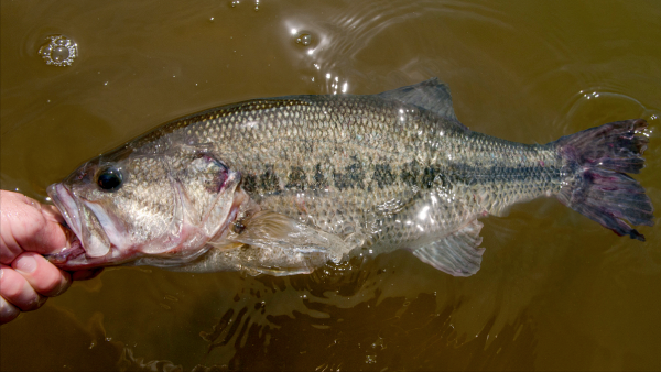 鱸魚分為四大類,海鱸魚與河鱸魚有何區別?看一遍就認識了 鱸魚分為四大類,海鱸魚與河鱸魚有何區別?看一遍就認識了