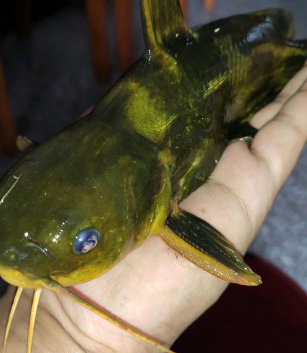 我知道三點釣黃辣丁的方法，像我這種空軍的人都能釣到