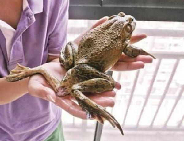 誰動了青蛙腿？五年間，美國出現大量畸形青蛙，是環境汙染所致？