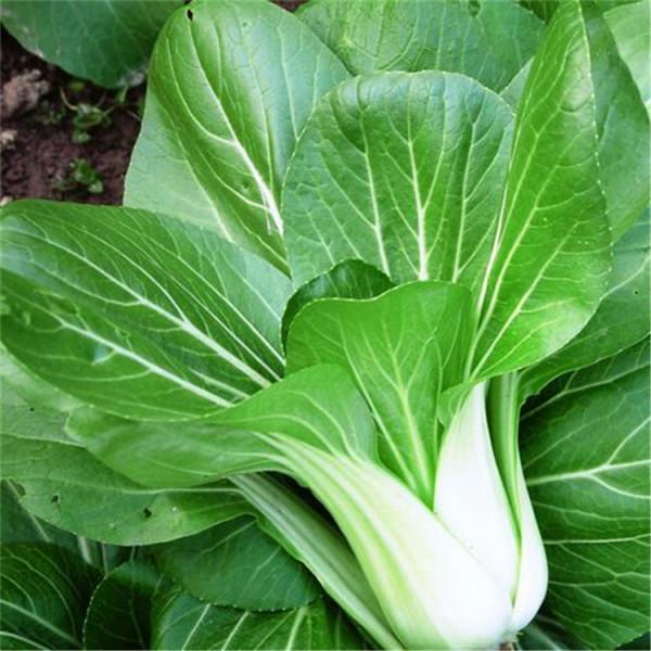 100種常見花卉的播種栽培大全,送給愛養花的你 100種常見花卉的播種栽培大全,送給愛養花的你