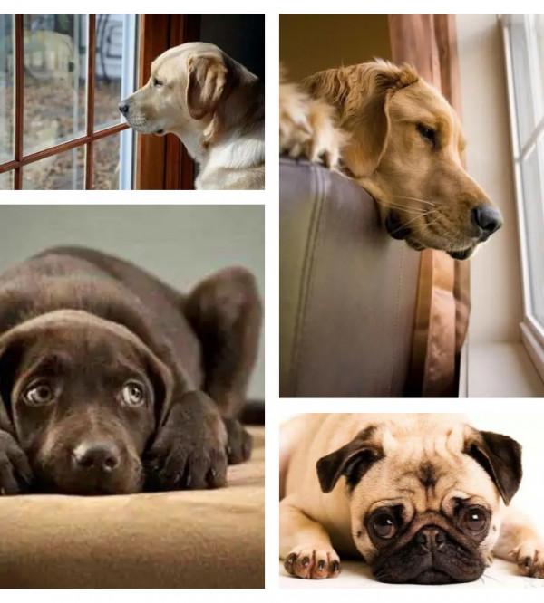 出趟門幾天，家裡的綠植都凍死了！重新安排幾種低溫型綠植