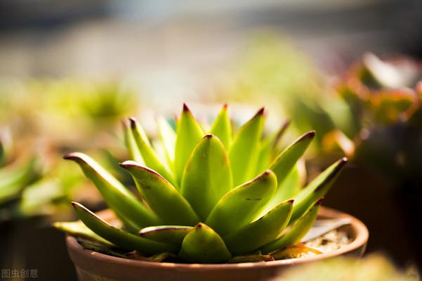 有經驗的人養多肉，都在爭分奪秒做3件事，難怪多肉長那麼好