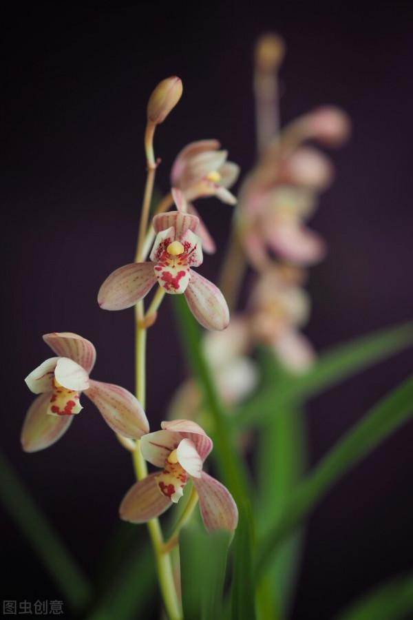 現在入手建蘭，能帶花苞儘量帶花苞，很快有花欣賞