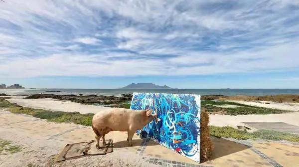 天才豬畫家，改寫了“笨豬”時代