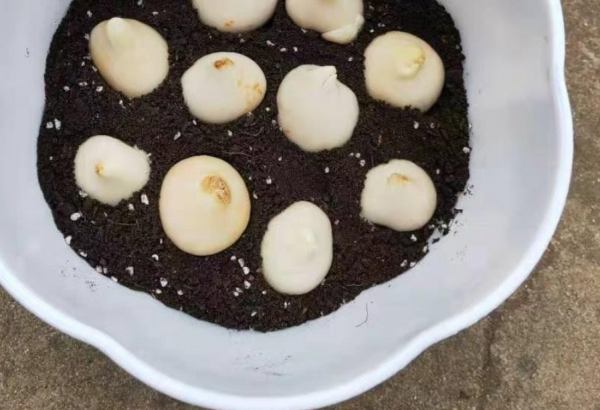 嫌棄養花難，不如就種鬱金香，沾土就活，花開時放屋裡可當薰香