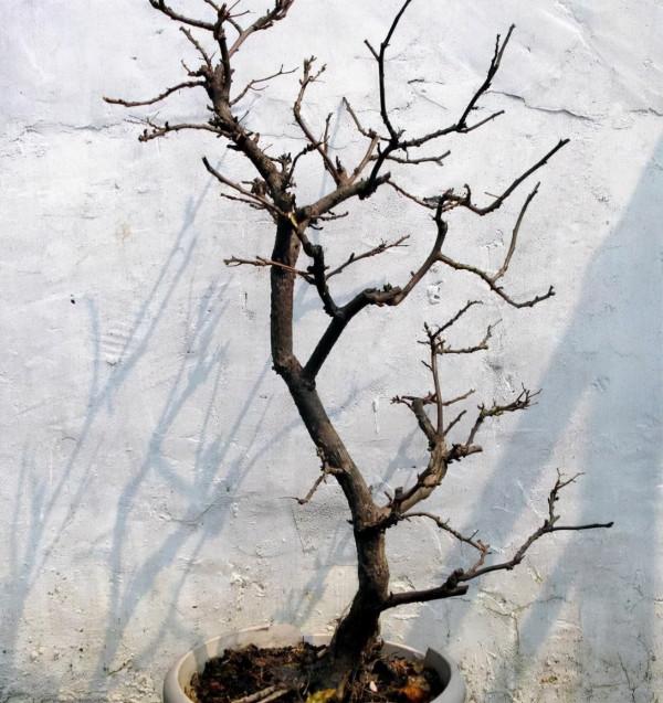 立冬後,這3種花要“一剪光”,促“休眠”保肥力,來年開爆盆 立冬後,這3種花要“一剪光”,促“休眠”保肥力,來年開爆盆