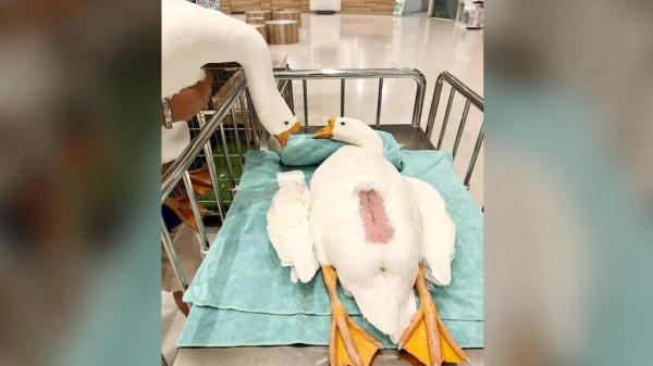 小鵝做手術，鵝爸爸床前守護萌翻網友