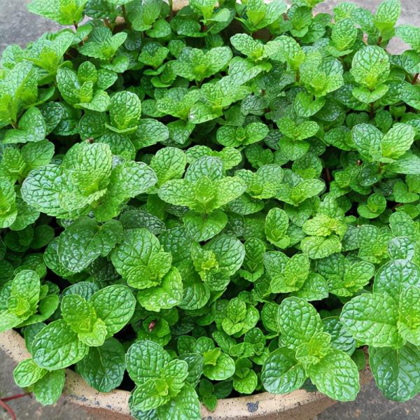 小盆栽，大用處！家裡就養這7種“健康花”，關鍵時刻幫大忙