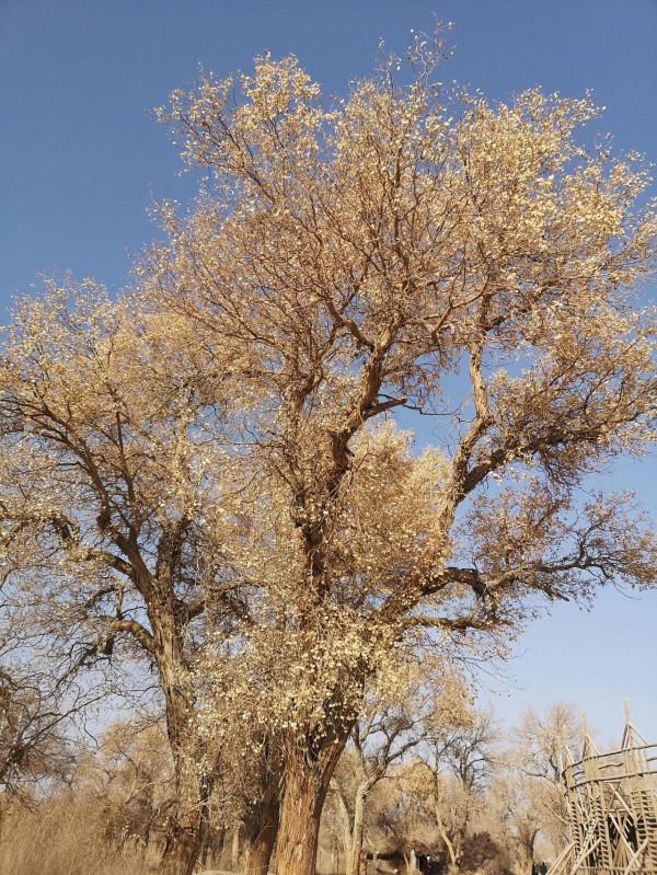 初冬的羅布人村寨