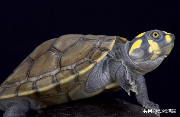 物種百科:黃頭側頸龜 物種百科:黃頭側頸龜