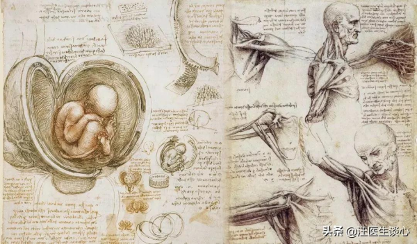 皮囊之內——人體解剖學的前世今生