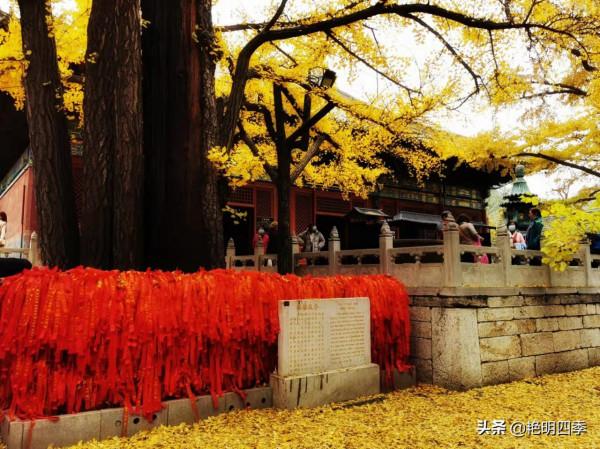 紅螺寺的秋,即使在陰霾的天氣,也是如此金黃燦爛 紅螺寺的秋,即使在陰霾的天氣,也是如此金黃燦爛