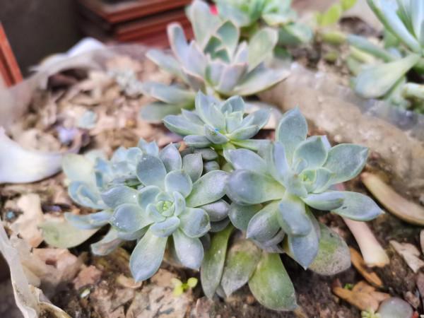 立秋後的多肉淋雨有事嗎?秋天多肉露養連續下雨怎麼辦? 立秋後的多肉淋雨有事嗎?秋天多肉露養連續下雨怎麼辦?