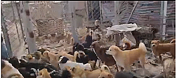 她苦苦支撐,含淚握勺舀不出一粒飯,寶雞1100只毛孩彈盡糧絕!㈢ 她苦苦支撐,含淚握勺舀不出一粒飯,寶雞1100只毛孩彈盡糧絕!㈢