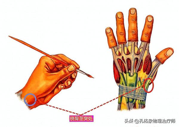 50歲左右的中老年人，手指僵硬、疼痛、怕冷、變形，預示哪些疾病