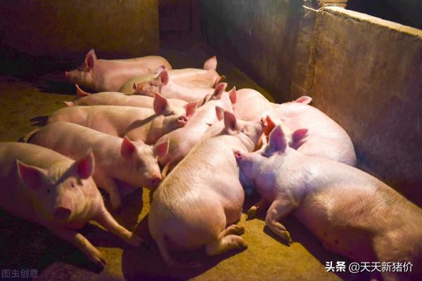 豬價行情！多地上漲！2021.12.25 豬價漲跌早知道